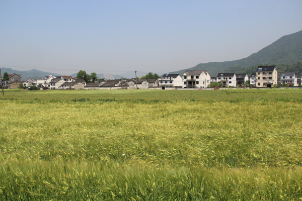 麥田圖片