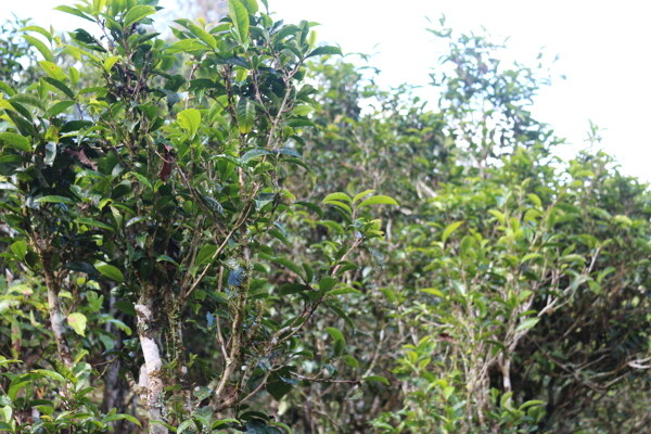 老班盆茶園茶山茶圖片