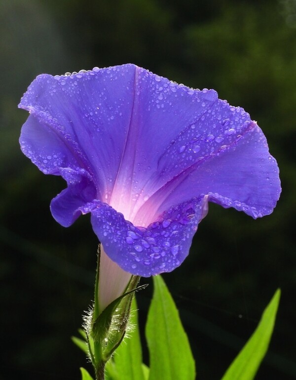 花卉微距紫色花绿叶虚化背景特写图片