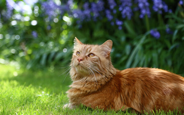 草地上看风景的小猫