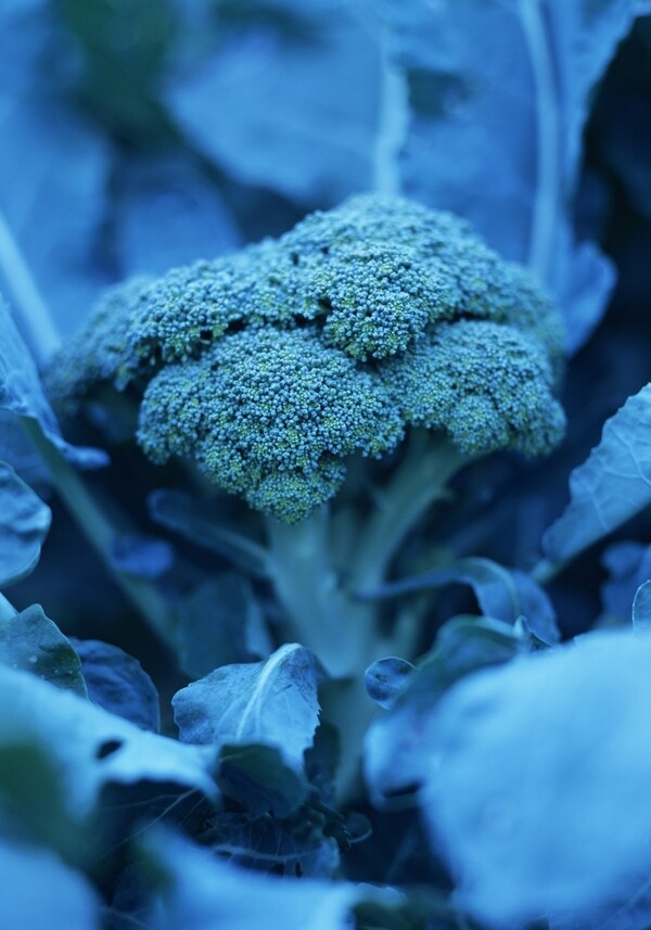 花菜