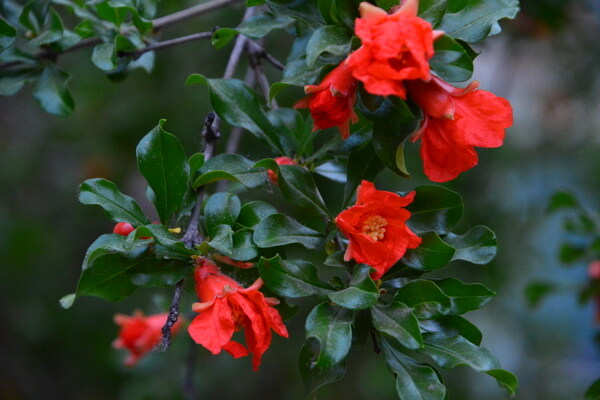 石榴花