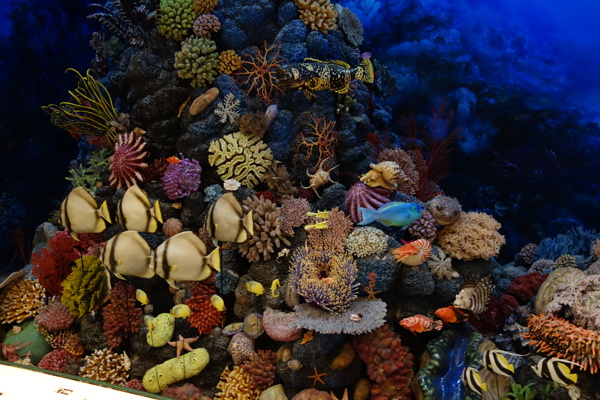 海洋生物