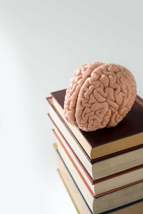 一摞书本上的大脑模型图片