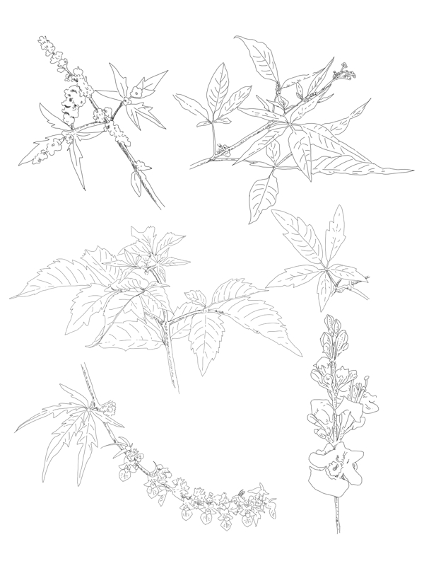 手绘植物荆条套图元素