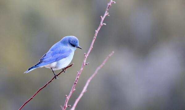 蓝色的小鸟