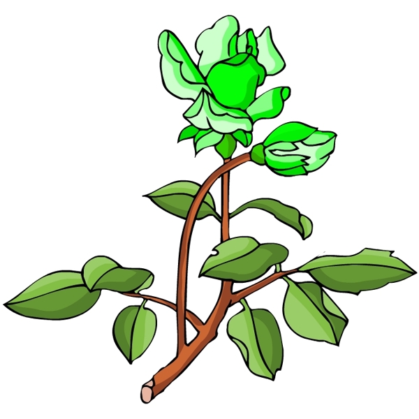 花卉古典插畫