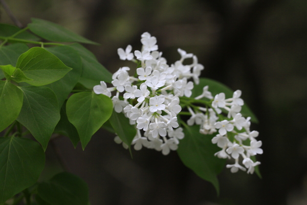 丁香花