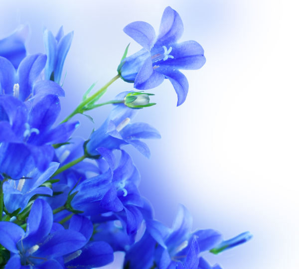 藍(lán)色植物花朵圖片