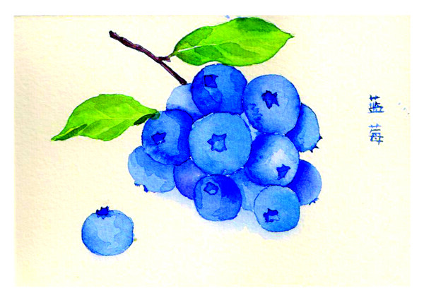 蓝莓手绘图片