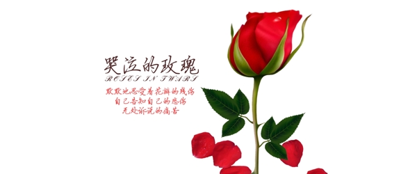玫瑰