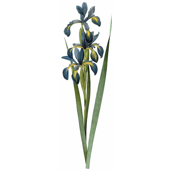 位圖藝術(shù)效果水彩花卉免費(fèi)素材