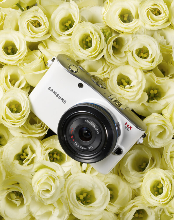 数码相机与玫瑰花图片
