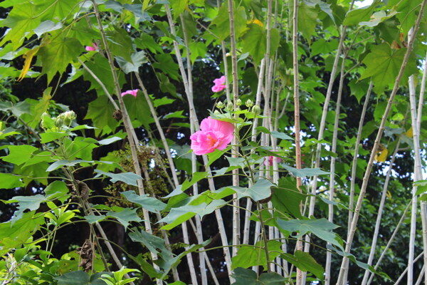 芙蓉花圖片