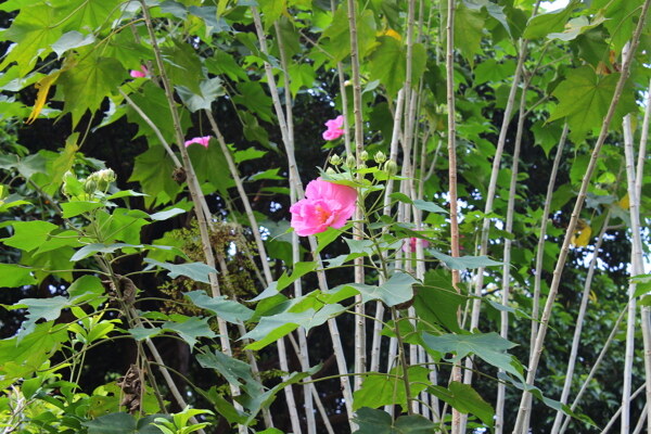 芙蓉花图片