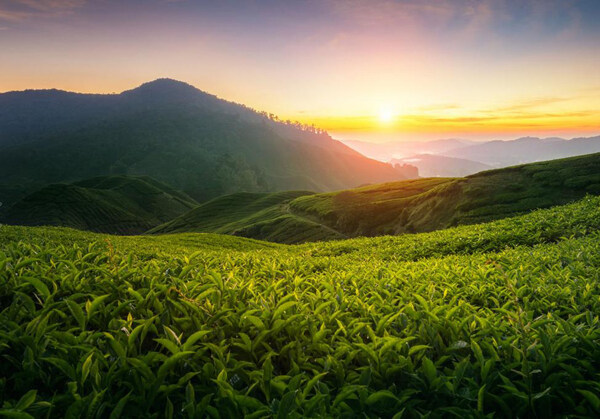 茶園高清攝影