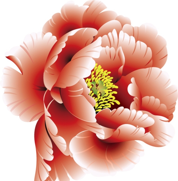 牡丹花矢量素材