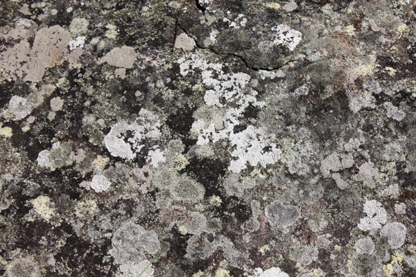 位圖特殊紋理免費素材