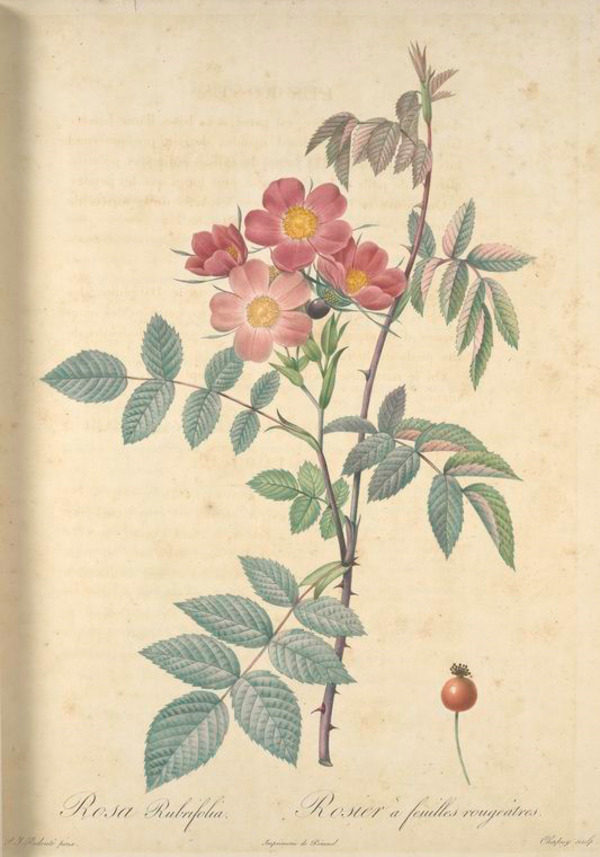 花卉裝飾畫素材