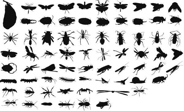 各种昆虫图案图片