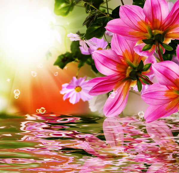 盛开的鲜花和水中的倒影图片