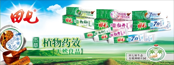 田七圖片