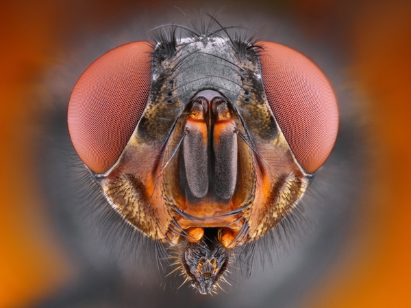蜜蜂眼睛摄影图片