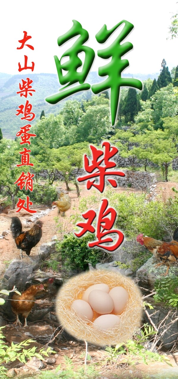 柴雞蛋