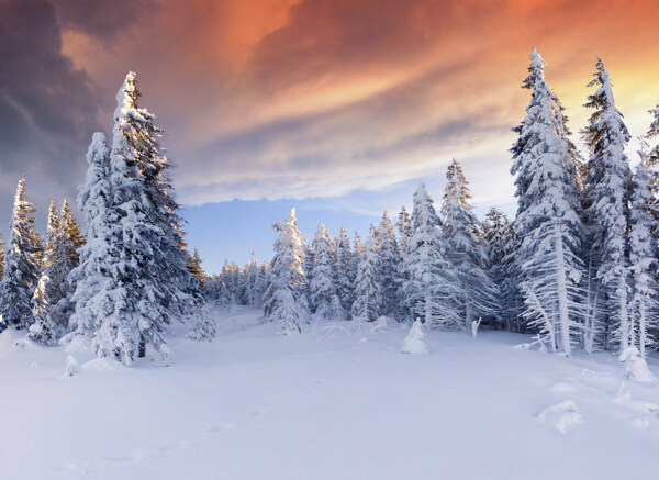 冬天树木森林风景图片