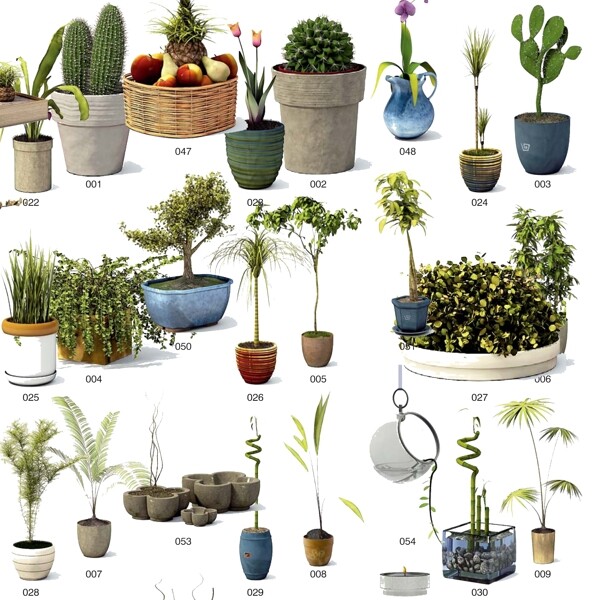 室內(nèi)植物圖片
