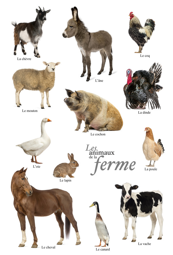 12种常见家禽家畜高清图片