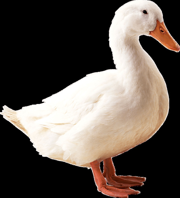 白色鸭子侧面图免抠png透明素材