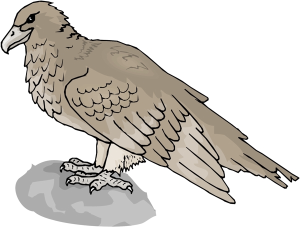 各種鳥類鳥動物矢量素材EPS格式0818
