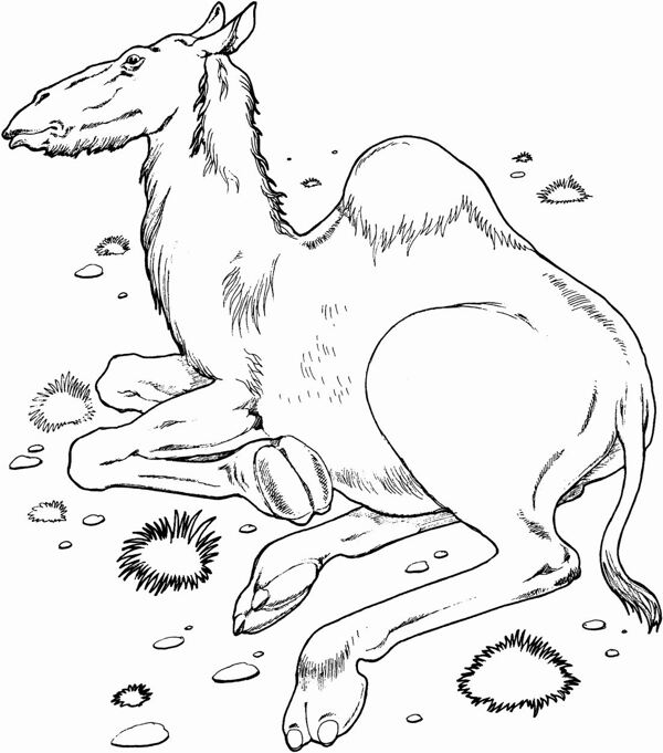 手繪動物畫動物素描