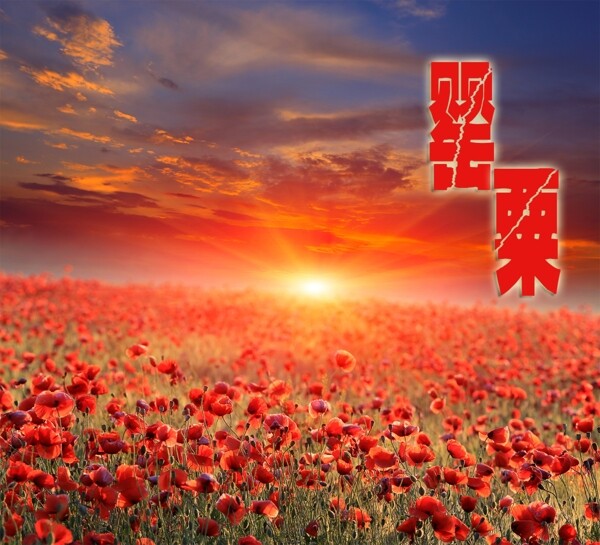 高清红色罂粟花海报