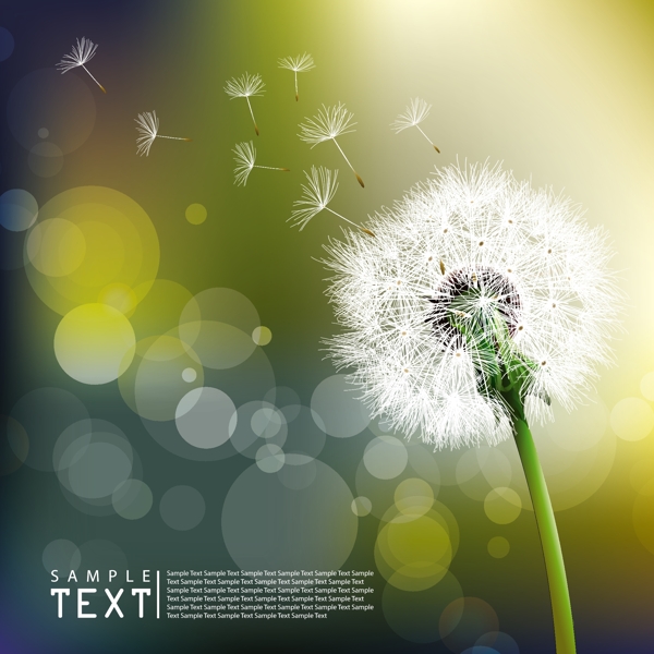 歐美花紋708矢量CDR