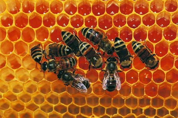 高精度昆虫特写蜜蜂图片