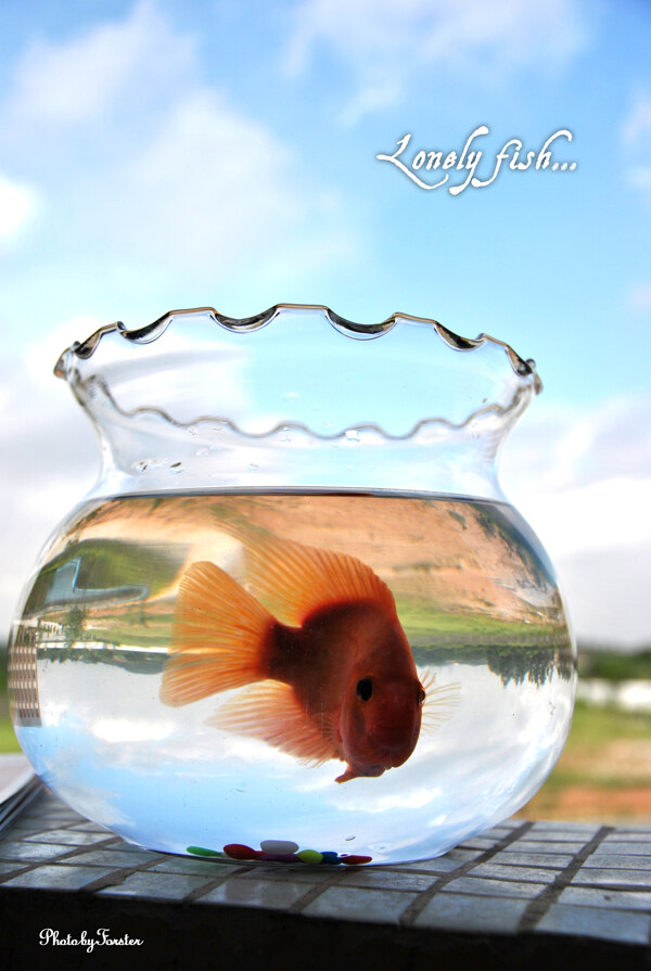 孤獨的魚兒圖片