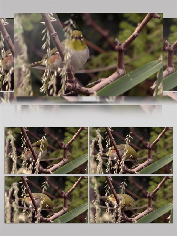 小鸟树枝上观察寻找觅食大自然生态视频音效