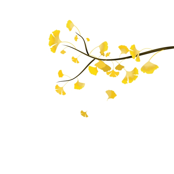 银杏树枝上黄黄的叶子