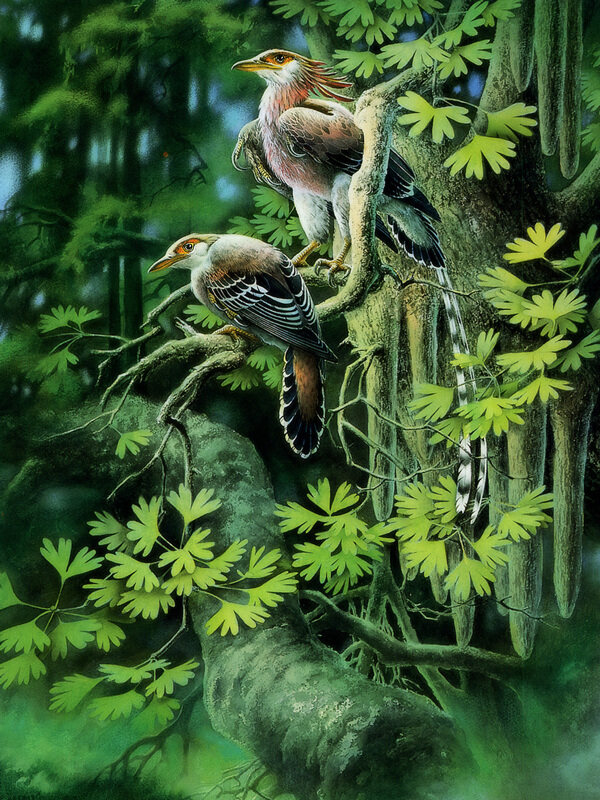 侏羅紀之夏圣賢孔子鳥圖片