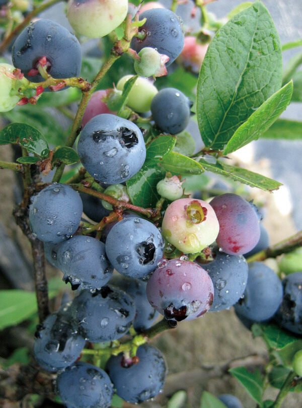 蓝莓近景图片