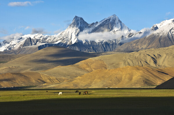 珠穆朗玛峰珠峰草园牛羊日喀则山峰图片