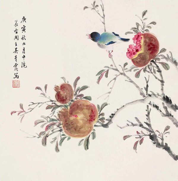 石榴小鳥(niǎo)圖片