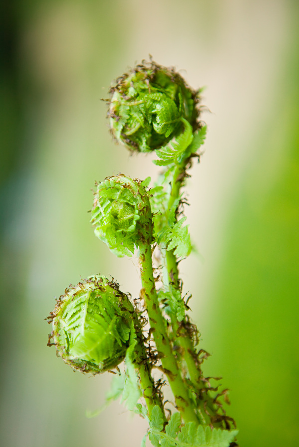 山野菜圖片