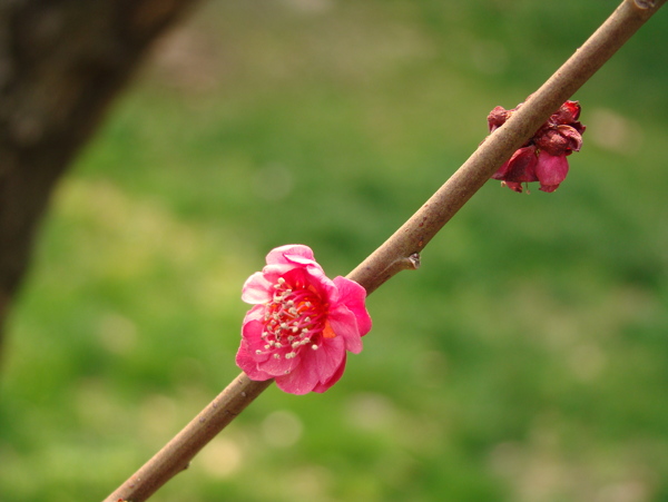 梅花圖片