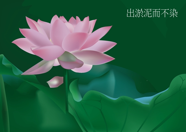 矢量荷花圖片