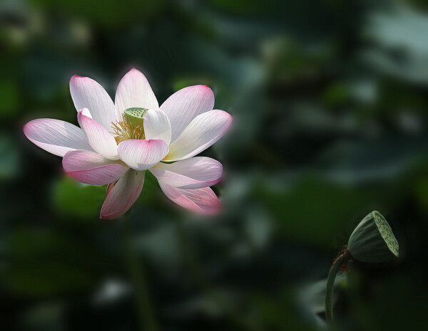 粉色蓮花圖片