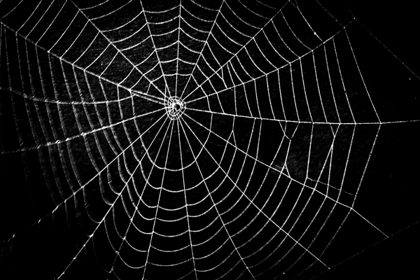 蜘蛛网背景图片