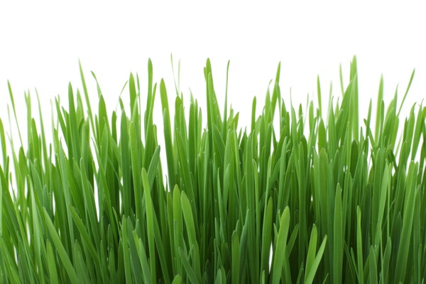 绿色植物区系草坪